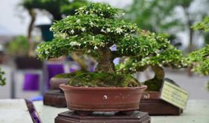 Cây Bonsai nhỏ