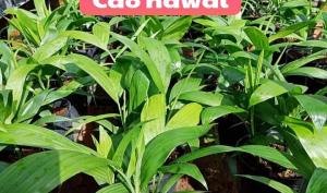 Cao hawai