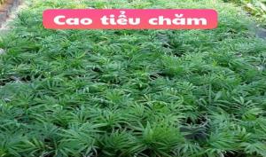 Cao Tiểu chăm