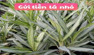 Gửi tiền lá nhỏ