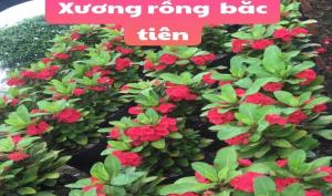 Xương rồng bắc tiên