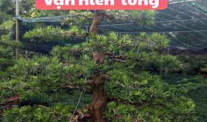 Vạn niên tùng