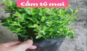 Cẩm tú mai