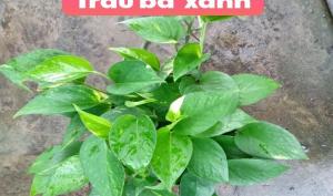 Trầu bà xanh