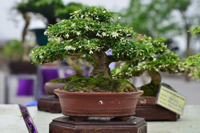 Cây Bonsai nhỏ