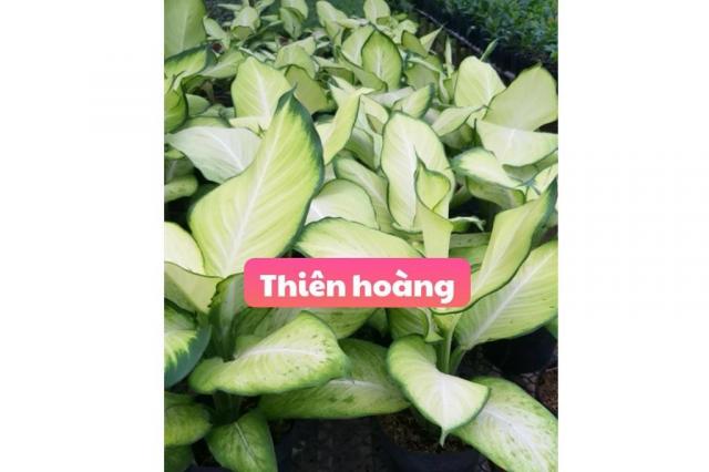 Hoa thiên hoàng