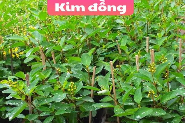 Cây kim đồng