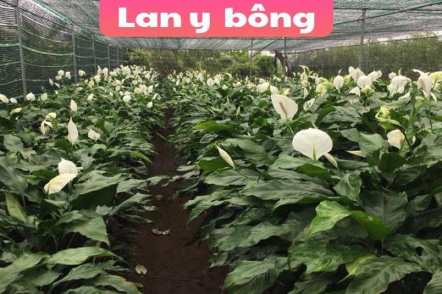 Lan y bông