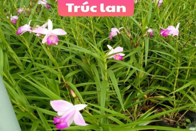 Cây trúc lan