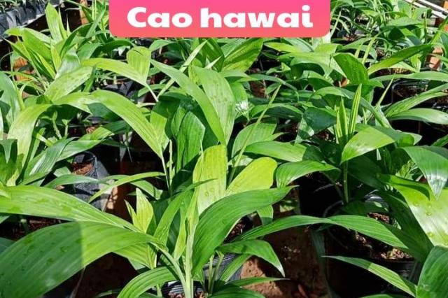 Cao hawai