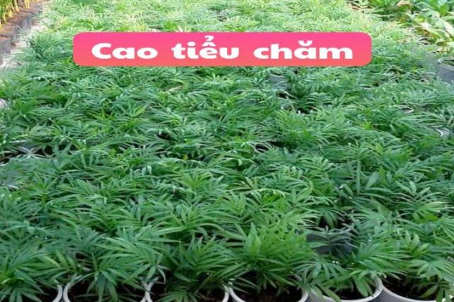 Cao Tiểu chăm