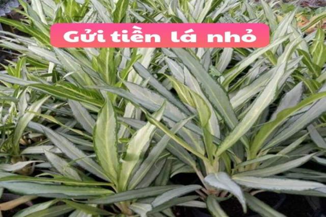 Gửi tiền lá nhỏ