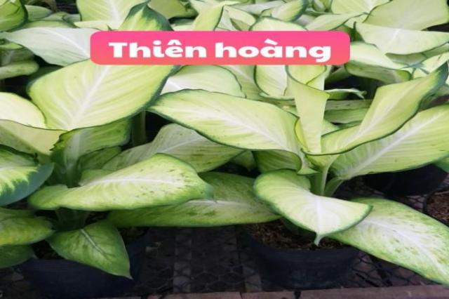 Thiên hoàng