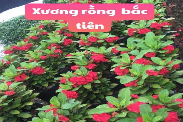 Xương rồng bắc tiên