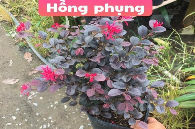 Hồng phụng