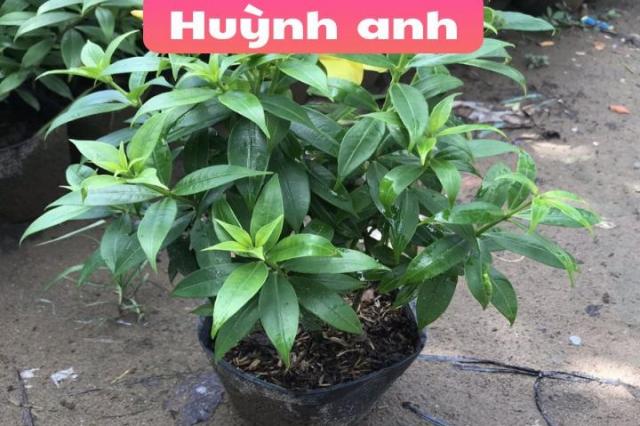 Cây Huỳnh anh