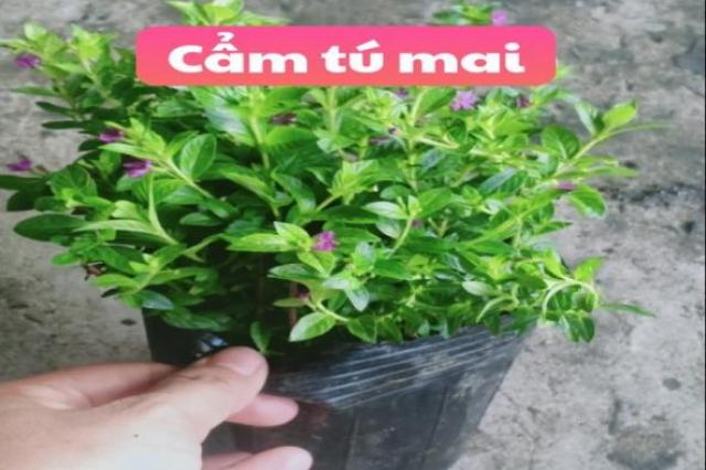 Cẩm tú mai