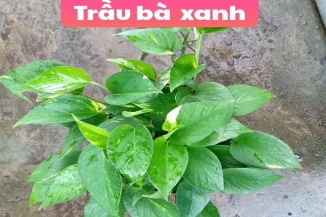 Trầu bà xanh